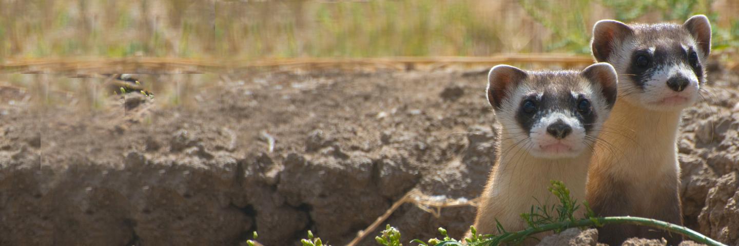 Black-Footed Ferrets